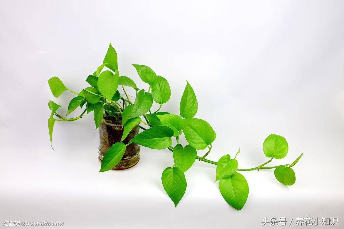 防辐射的花有哪些(电脑桌上适合养什么花)