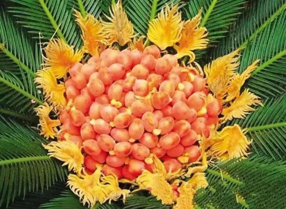 铁树花图片(铁树花多少钱一斤)