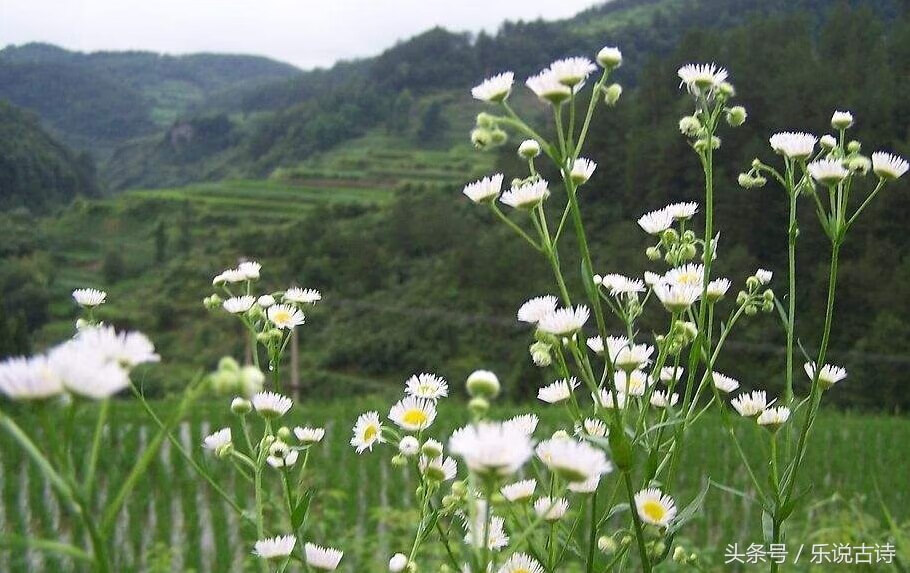 萋萋芳草的意思是什么(芳草萋萋释义)