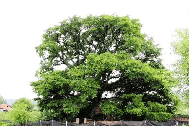 冲天木桂平风水(木乐到桂平有多少公里)