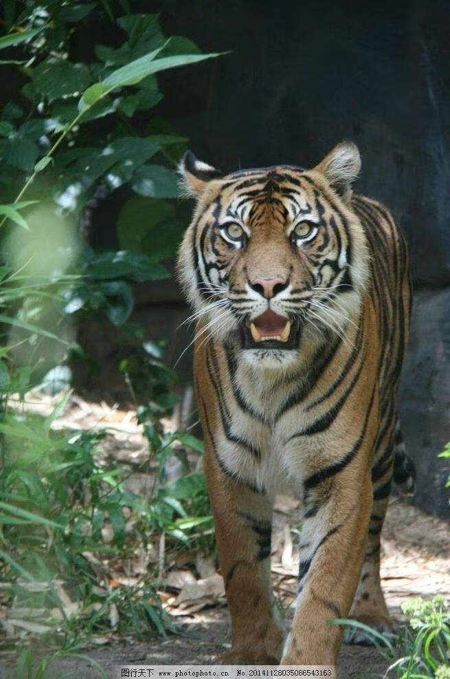 猛虎跳宅风水图(猛虎跳墙风水出什么人)