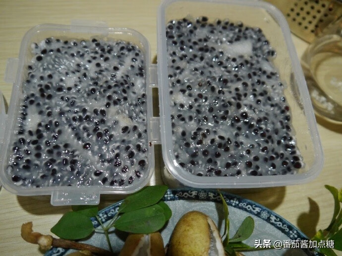通草果(通草图片)