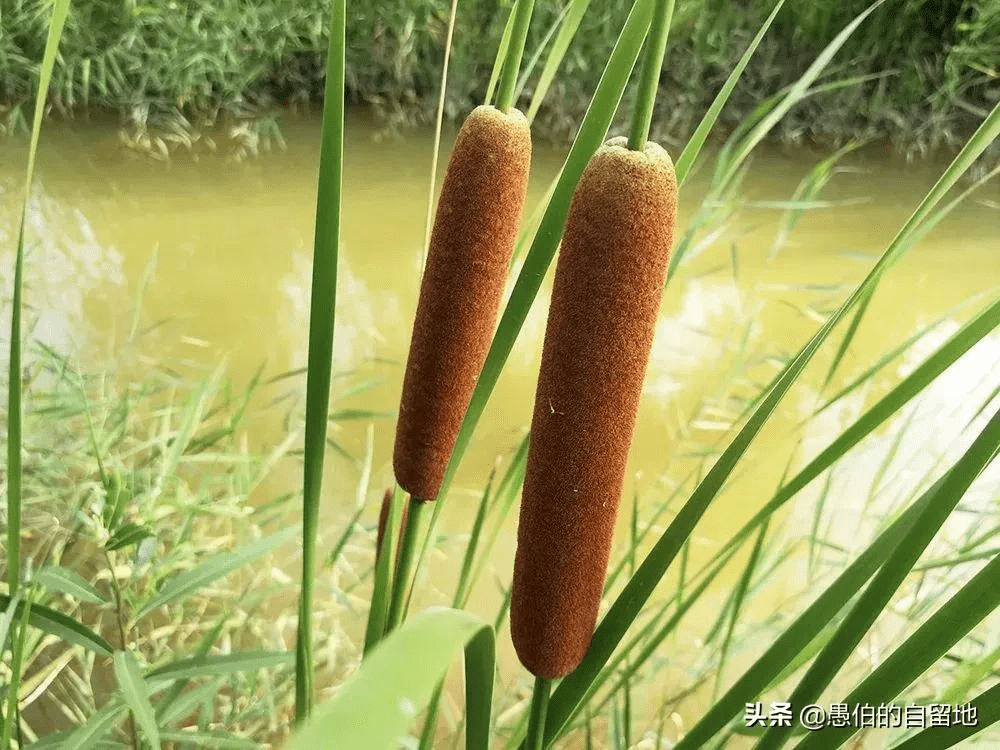 蒲菜是什么菜(蒲菜吃哪个部位图片)
