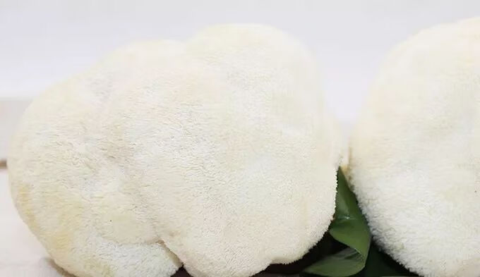 新鲜猴头菇怎么吃?(猴头菇怎么吃最好)