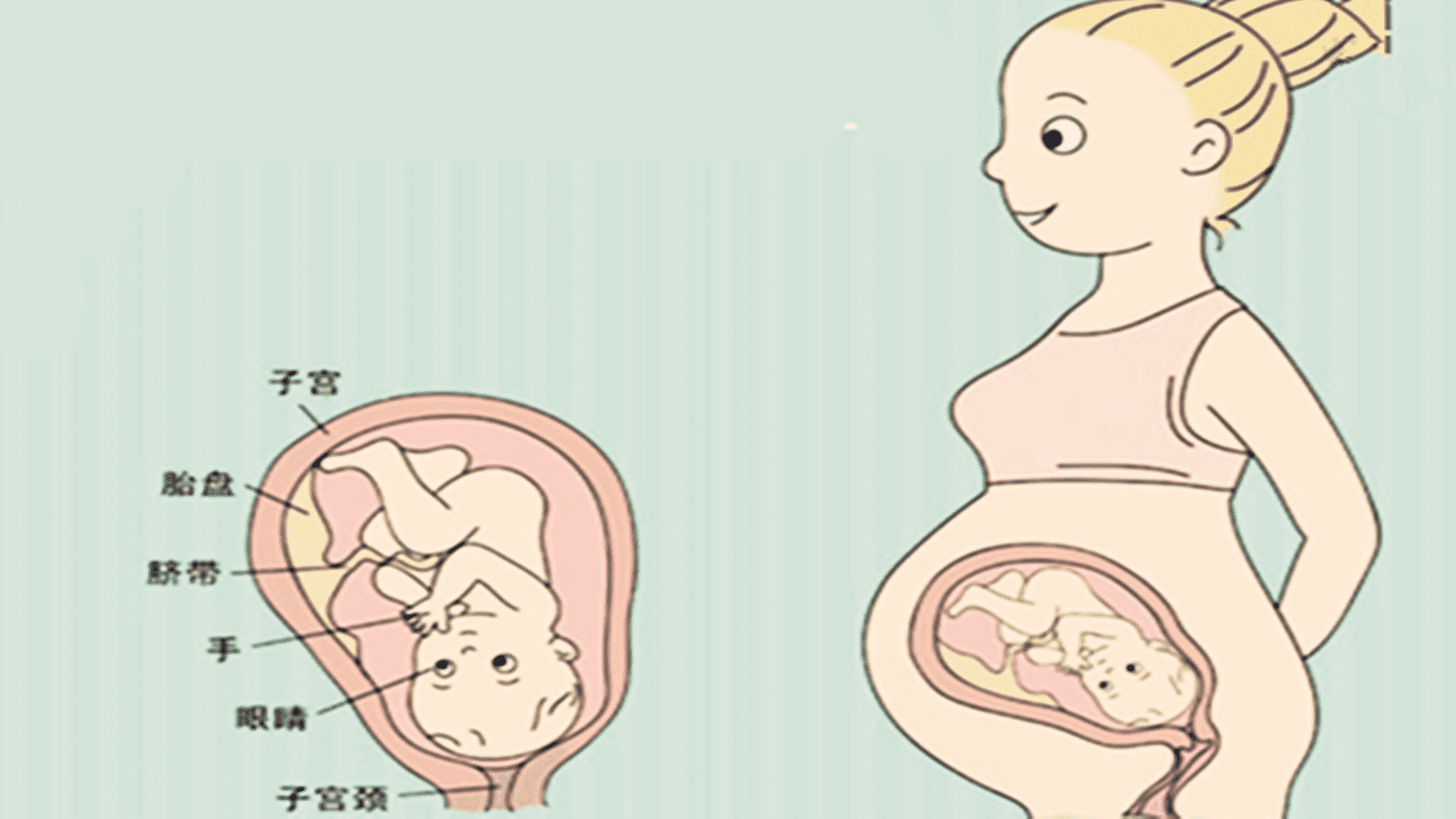 五个半月的胎儿头在什么位置(5个半月胎儿有多大了)