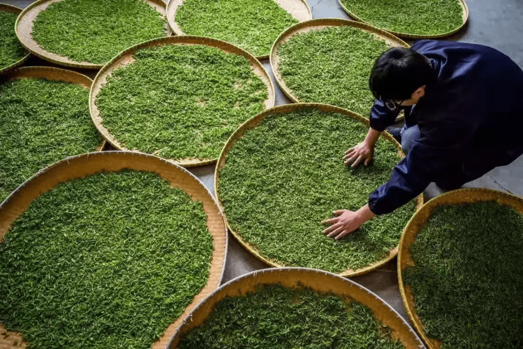 雨花茶的功效与作用(雨花茶的功效与作用及禁忌)