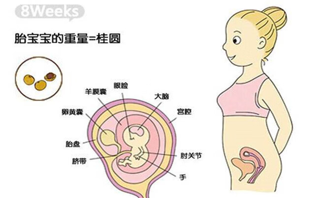 怀孕两个月的胎儿有多大(怀孕2个月胎儿有多大)