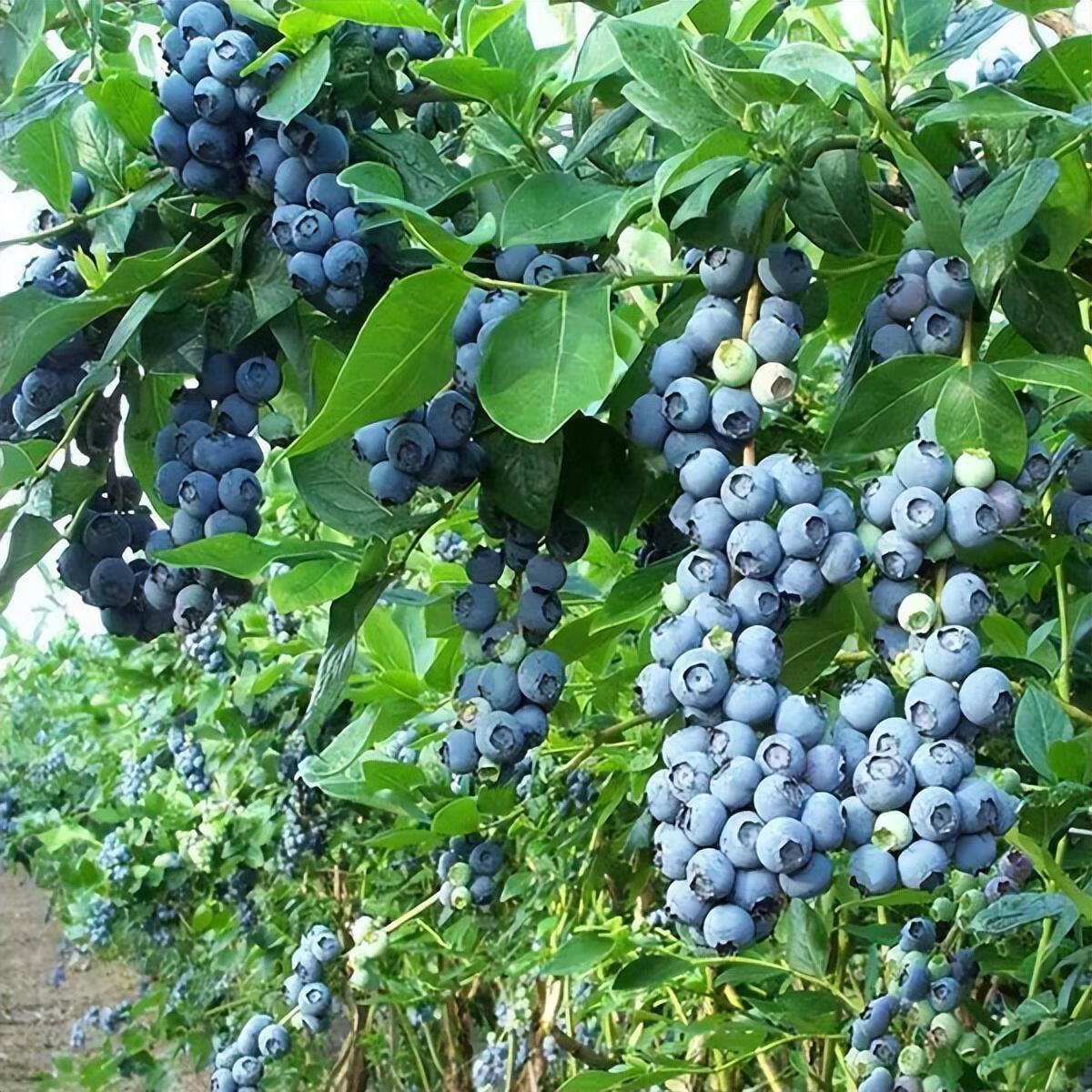 家中种蓝莓盆景影响风水吗(家里种蓝莓吉利吗)-百科学社