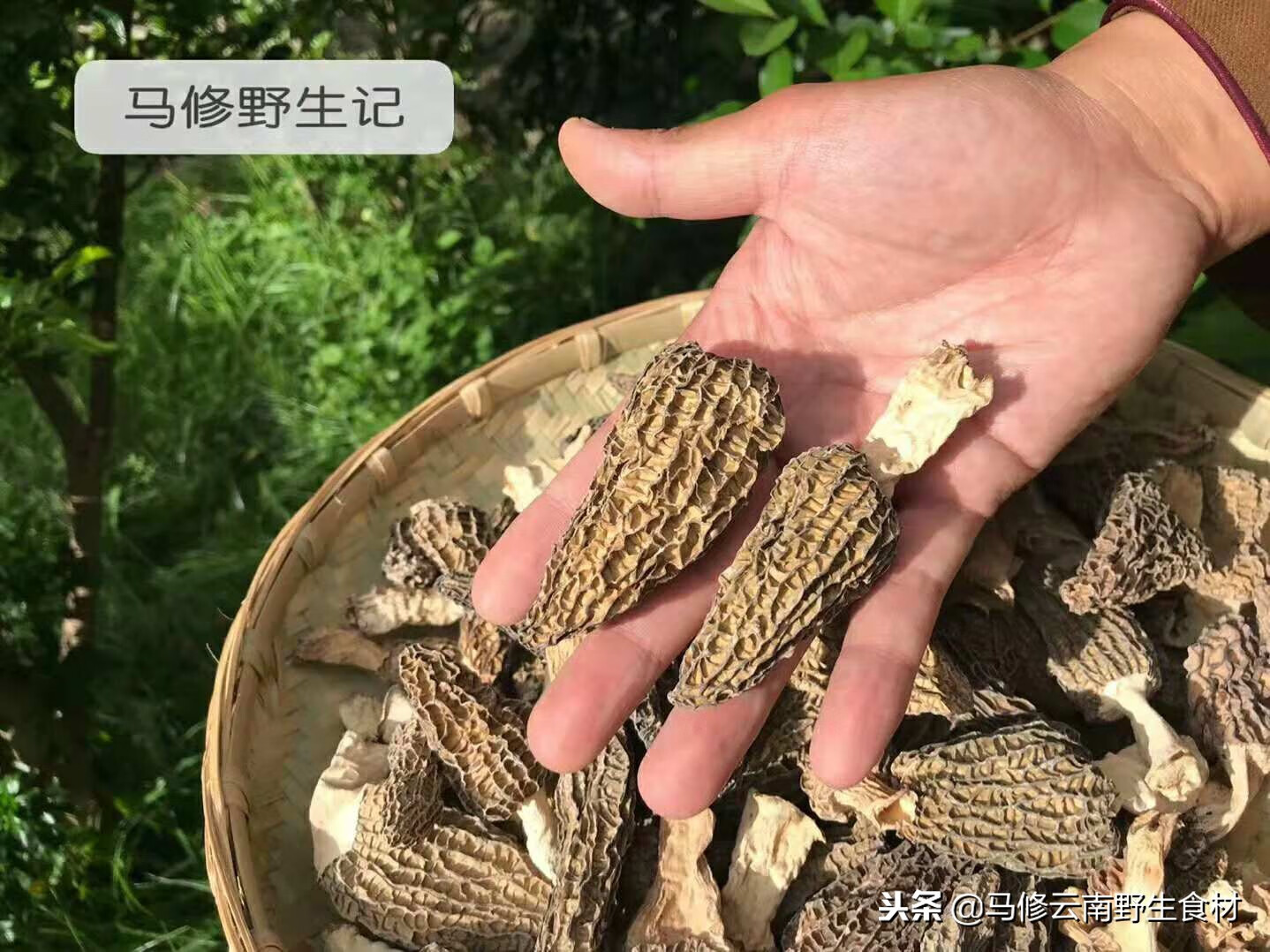 羊肚菌的功效与作用(羊肚菌有什么功效与作用)