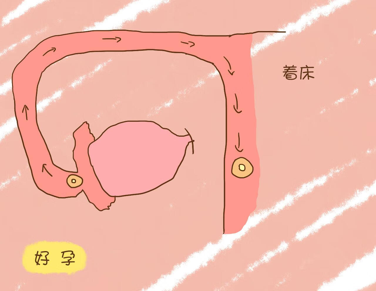 做了之后多少天可以验孕