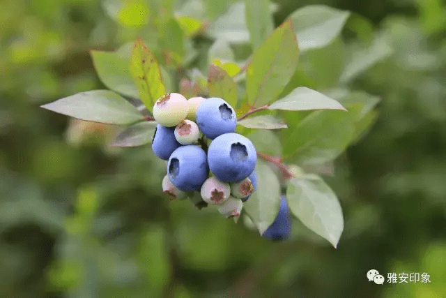 蓝莓 风水(草莓风水上有啥寓意)