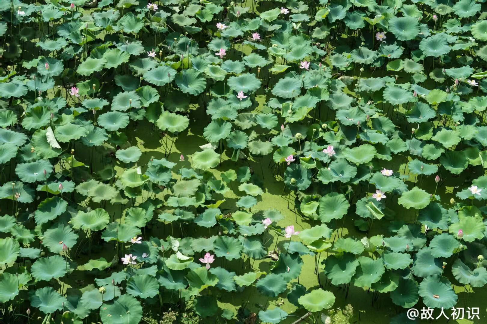 水灵芝图片(灵芝茶)