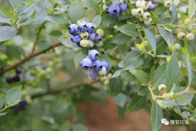 蓝莓 风水(草莓风水上有啥寓意)