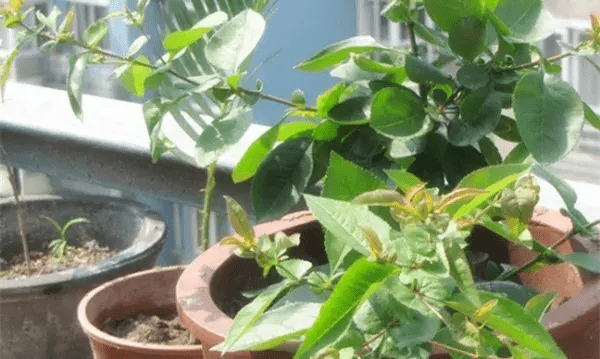 小苏打是什么东西