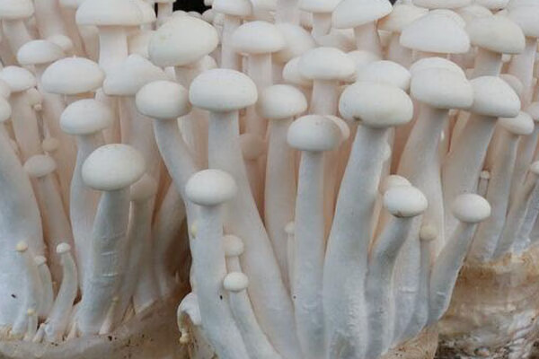 白玉菇的功能和作用(白玉菇蘑菇)