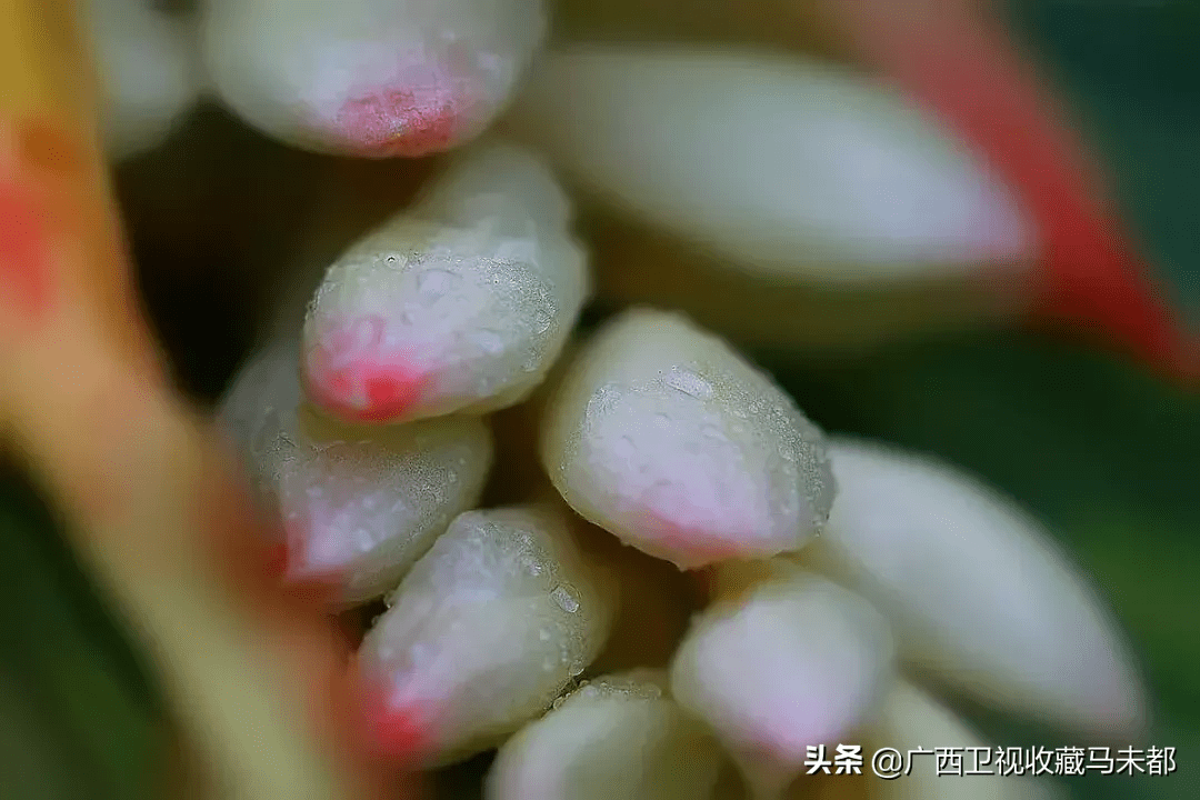 豆蔻是什么意思(草豆蔻又叫什么)