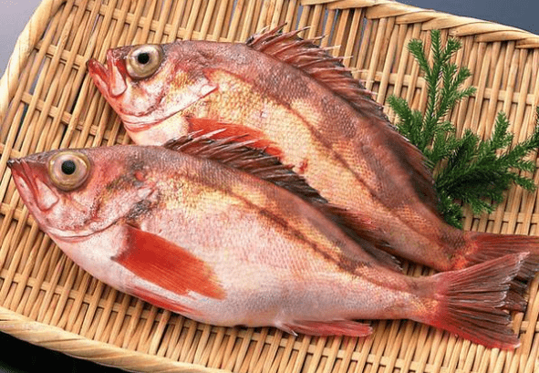 红鲷鱼种类图片