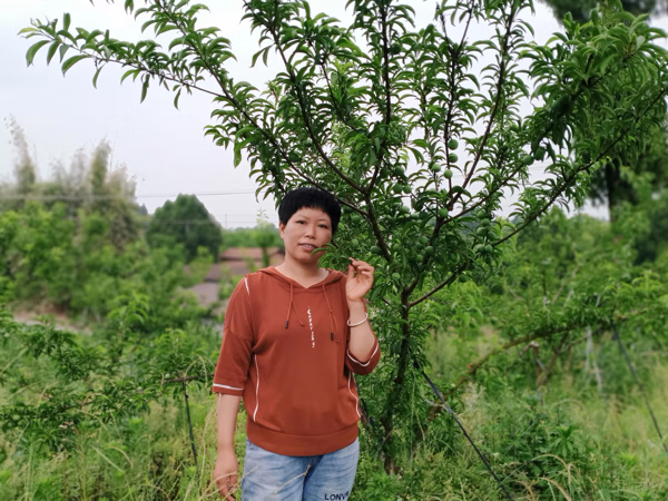 院子里有李子树风水好吗(门口种李子树风水好吗)