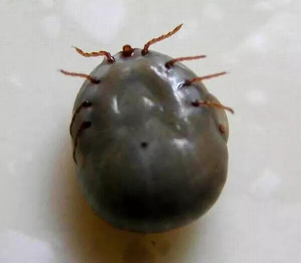 虫卑蜱虫(虫字旁加卑怎么读)