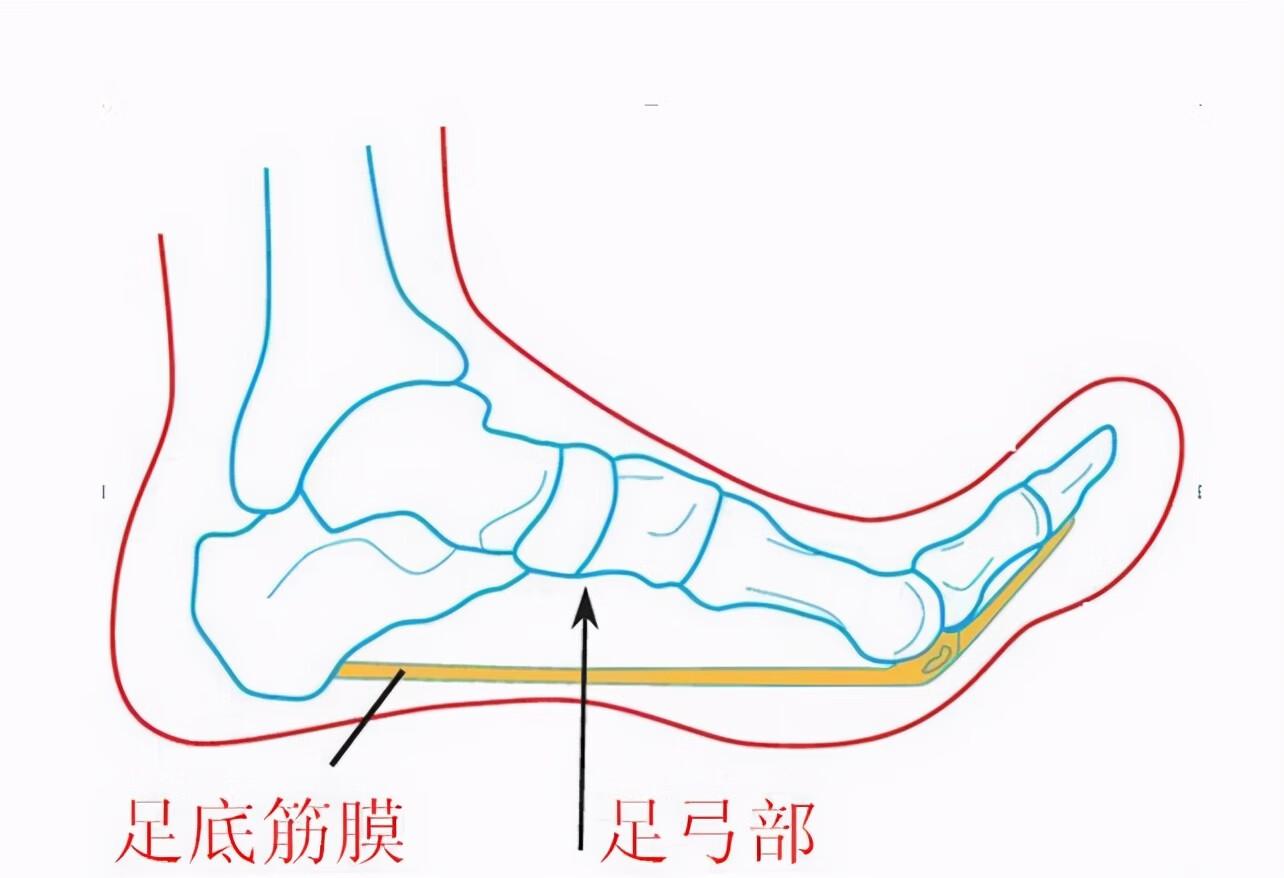 脚后跟痛是怎么回事儿(脚后跟痛的主要原因)