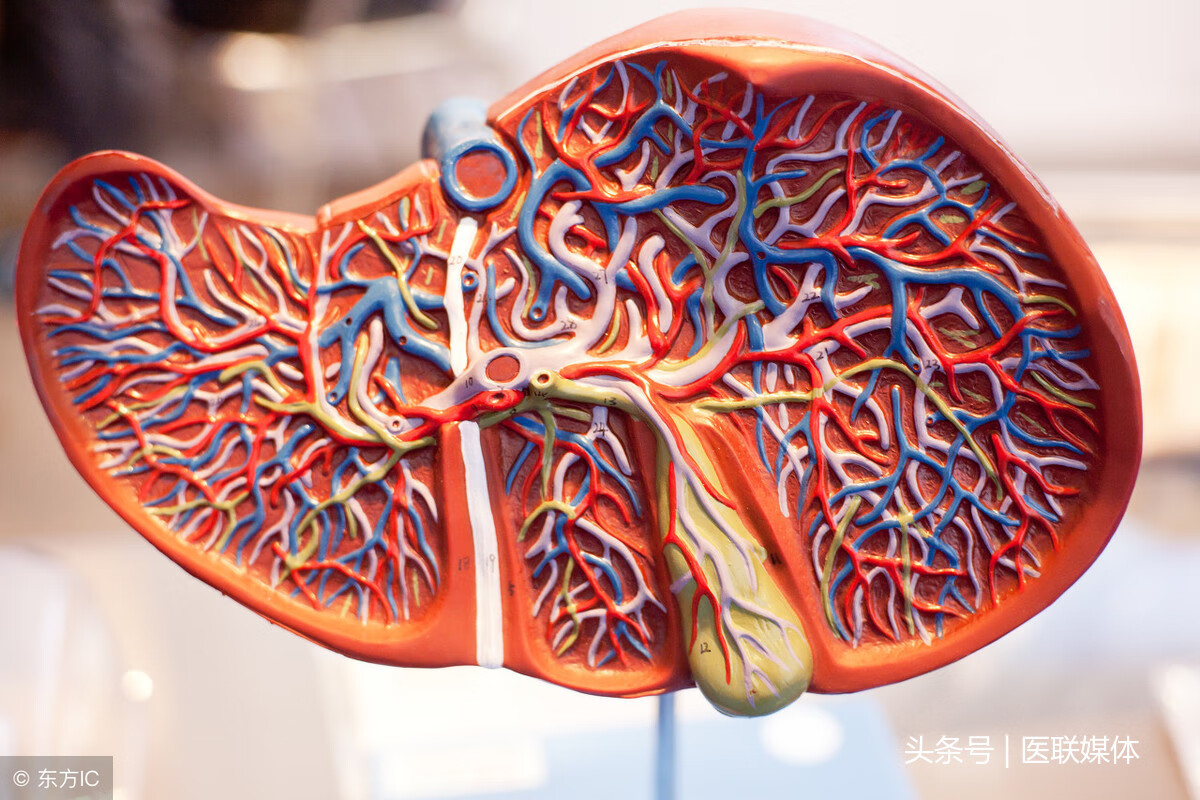 肝功能两对半检查费用(肝功二对半是查什么)