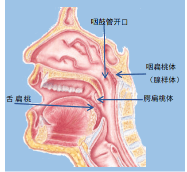 小儿扁桃体发炎是怎么引起的(小孩扁桃体发炎原因)