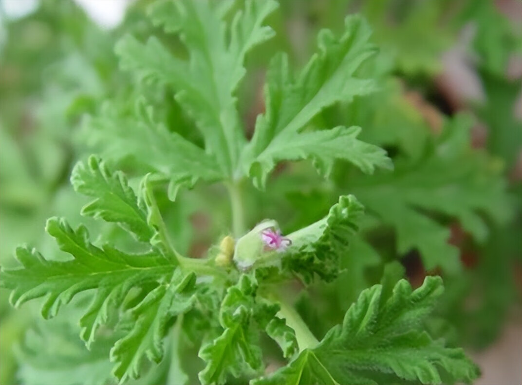 驱蚊草怎么养才能养好(驱蚊草好养活吗)