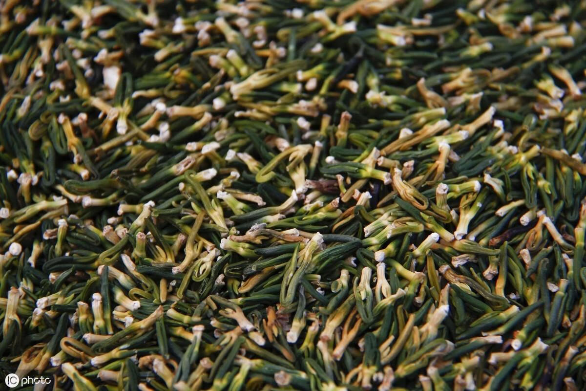 莲子心泡茶有什么功效(茶叶莲子心泡水)