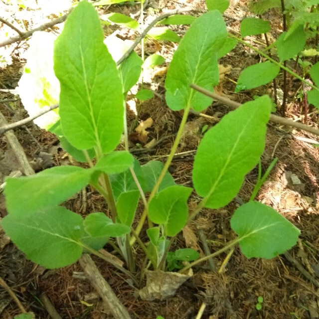 东北山野菜都有哪些(东北山野菜图片)