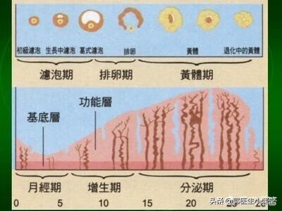 月经后几天是排卵期?(月经结束后几天是排卵期)