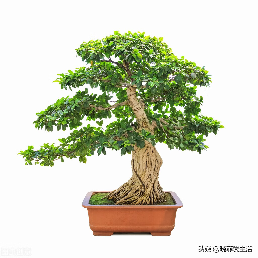 风水宝树有哪些(家园风水需要使用什么材料)