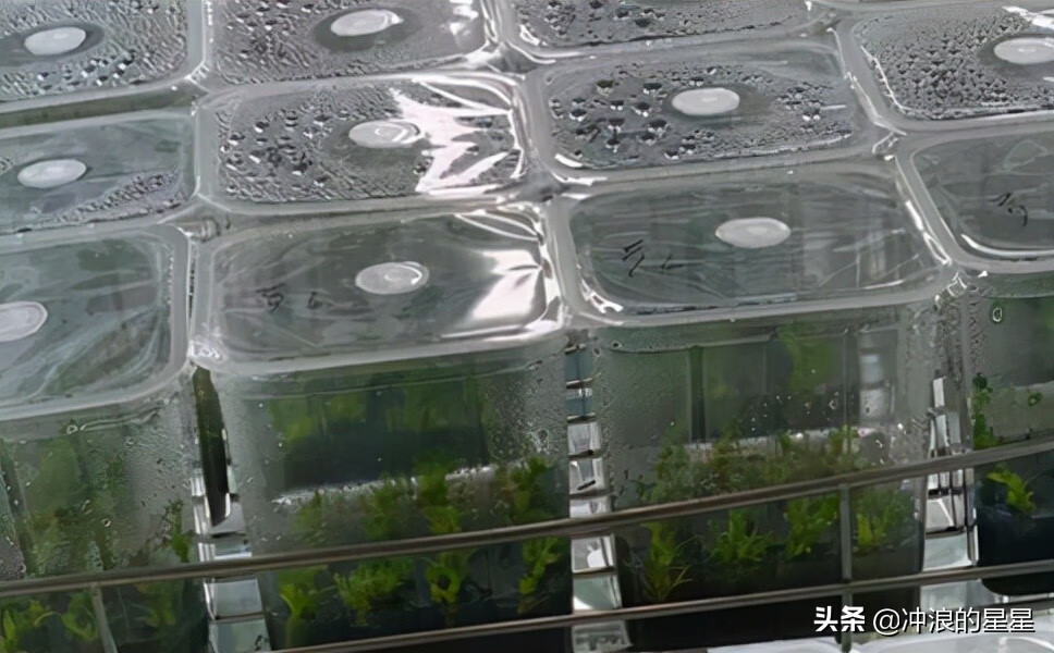 石斛市场价格(一般的石斛市场价是多少一斤)