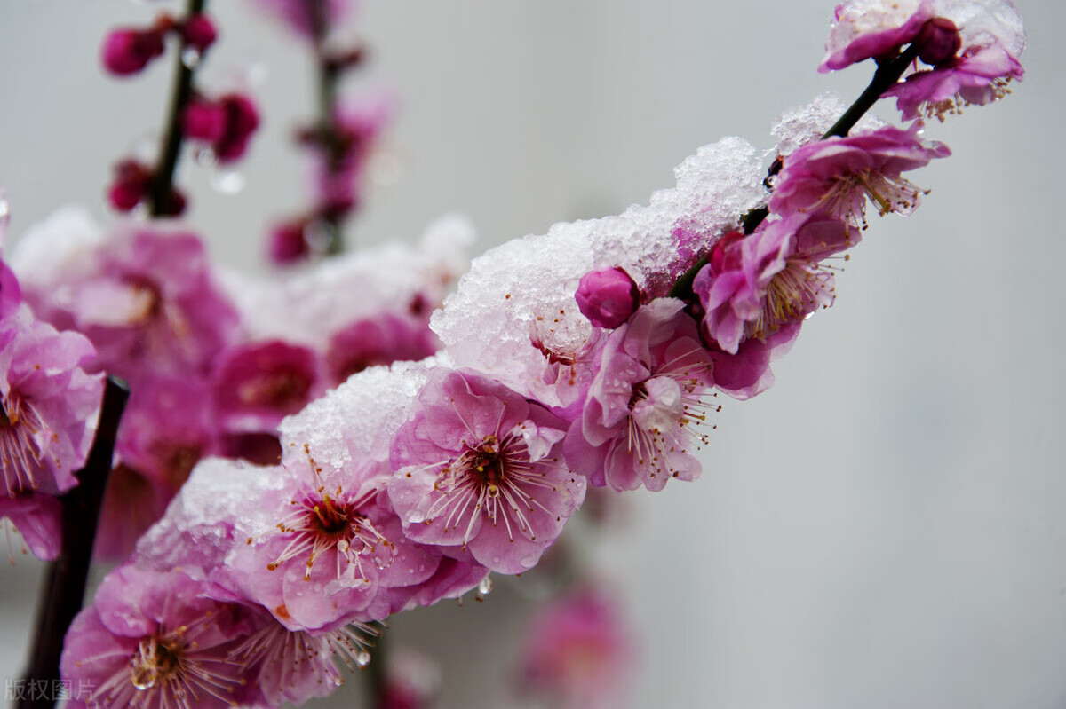 什麼叫梅花骨(梅花骨是哪個部位圖解)