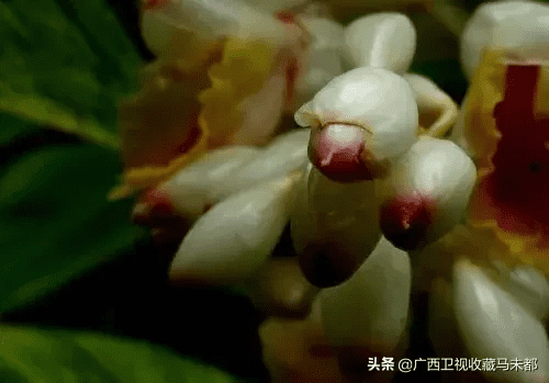 豆蔻是什么意思(草豆蔻又叫什么)