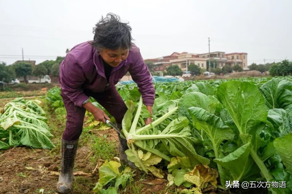 十字花科蔬菜有哪些(十字花科常见蔬菜)