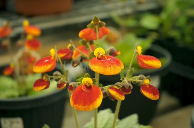 黄花菜的药用价值是什么(黄花菜的营养价值和药用价值)