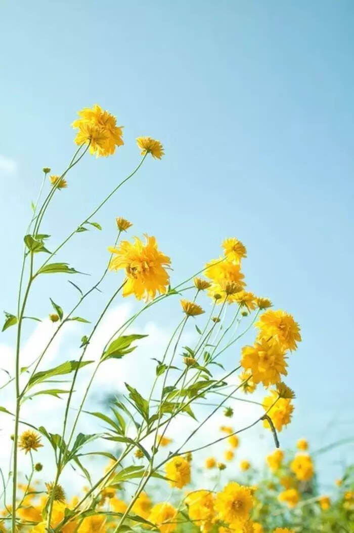 人间四月芳菲尽下一句是什么呀(人间四月芳菲尽的意思)