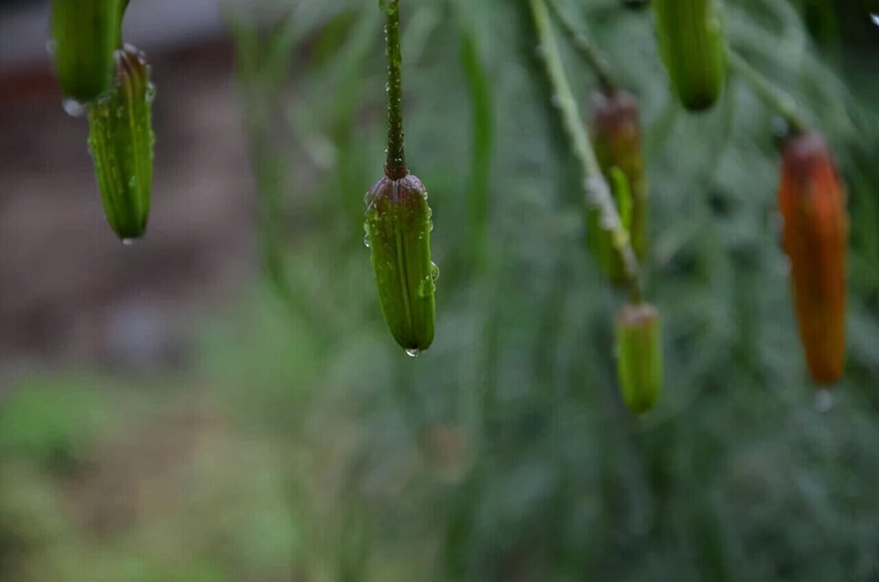 写作练习丨如何形容雨声？四季雨声并不同，细腻区分来形容