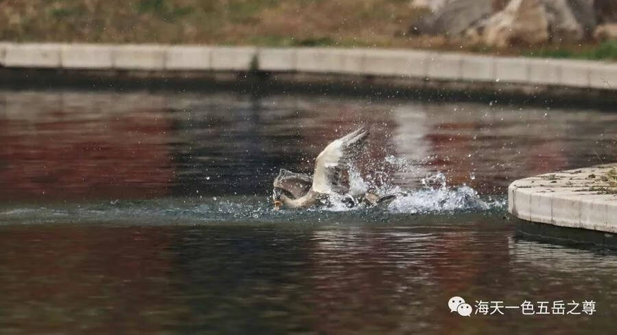 什么的水暖鸭先知(为什么春江水暖鸭先知)