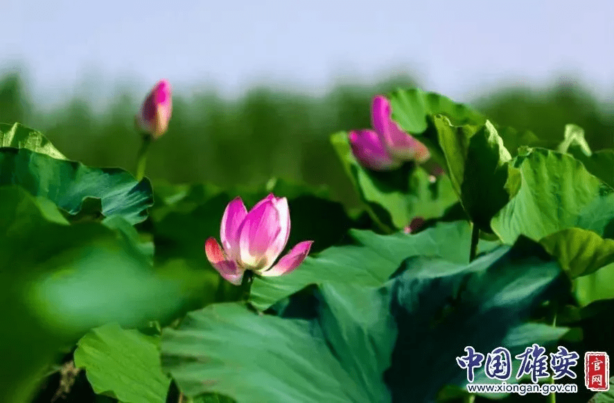 白洋淀的荷花啥时候开(白洋淀荷花节是几月几号)