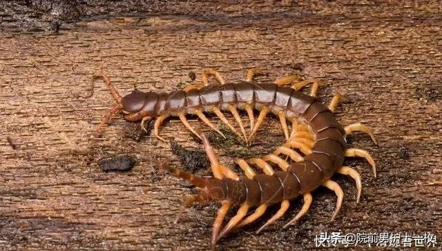 蜈蚣咬伤了怎么办(蜈蚣咬伤的症状和治疗)