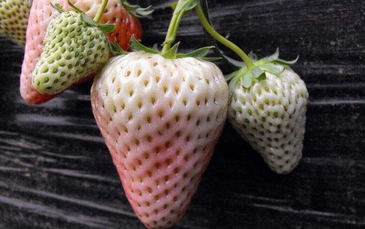菠萝莓和草莓的区别(菠萝草莓是什么味道)