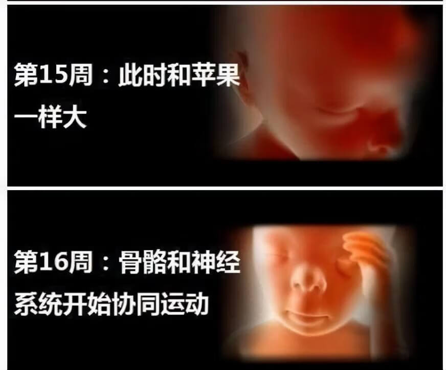 怀孕四个月男胎儿图片(怀孕4个月胎儿男宝图片)