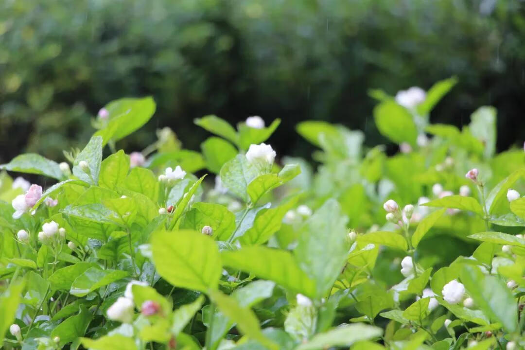 什么花在什么时候开,怎么开(什么花什么时候开花)