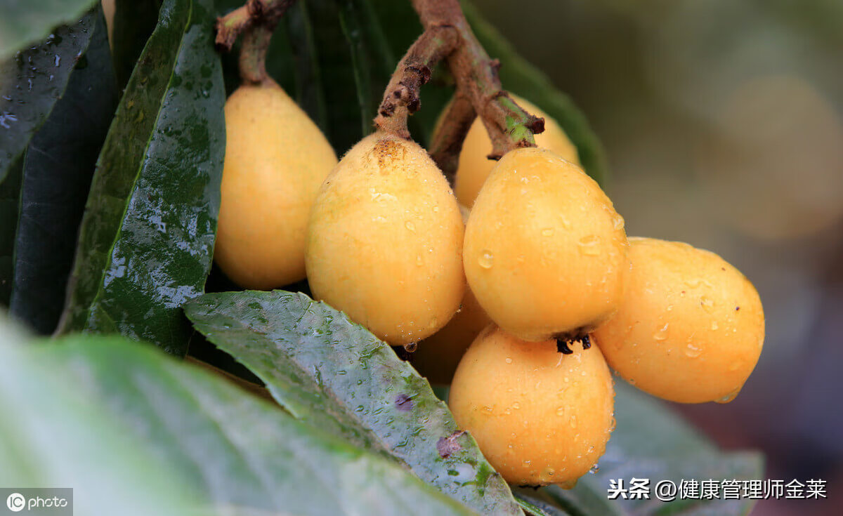 枇杷的营养价值有哪些(枇杷的营养价值及功效与禁忌)