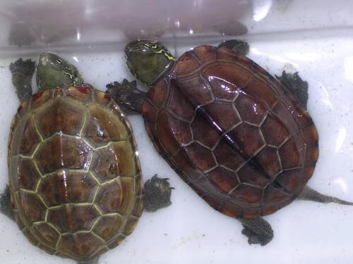 乌龟吃什么食物?(乌龟吃啥东西)