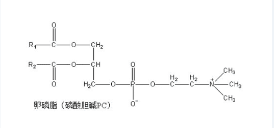 卵磷脂的功效与作用(卵磷脂什么功效和作用)