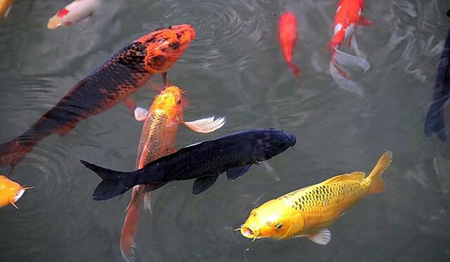 养鱼老道发现,很多的新鱼友是把锦鲤,草金甚至金鱼一起混养,这个时候