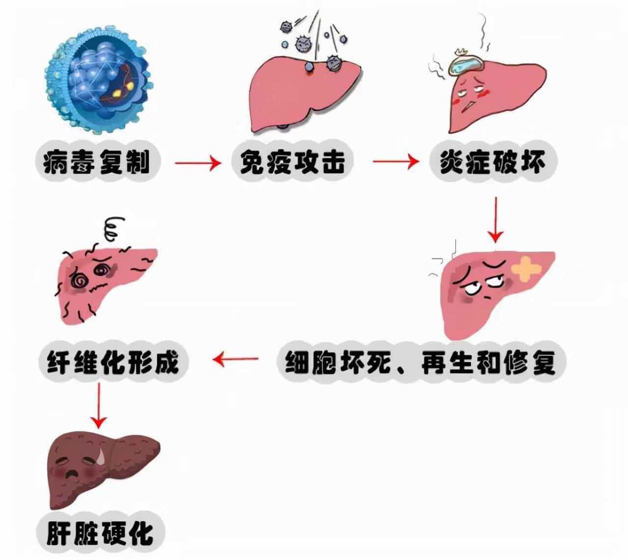 乙肝核心抗体呈阳性说明什么(乙肝核心抗体一项阳性)