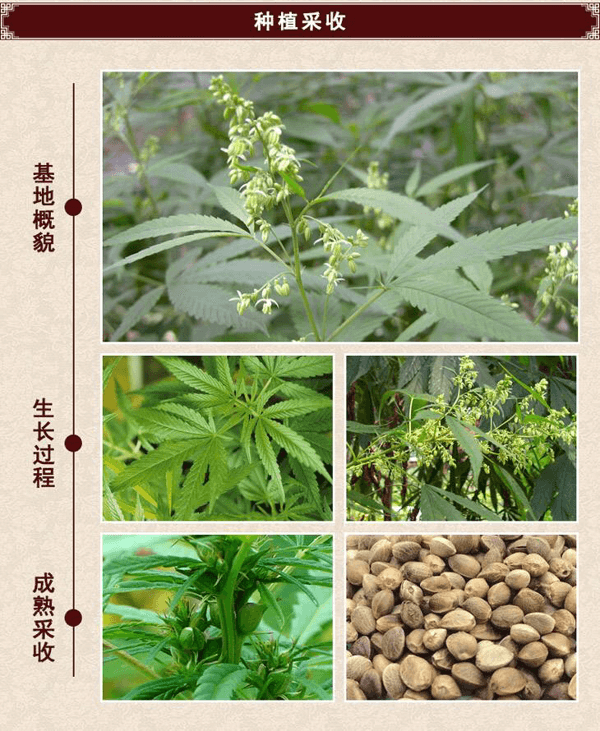 火麻仁是什么东西?(麻仁为什么叫火麻仁)